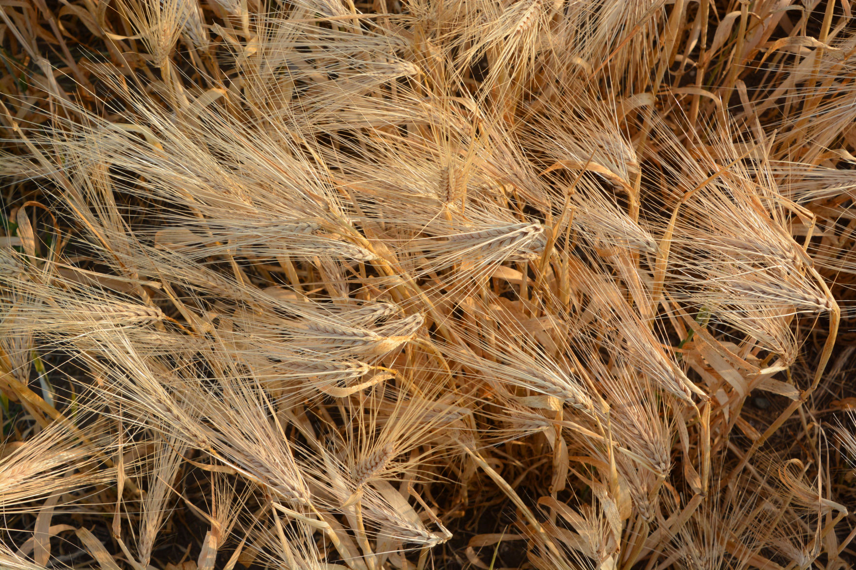 Wheat